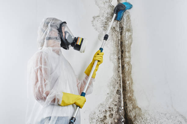 Best Residential Mold Remediation in Munster, IN