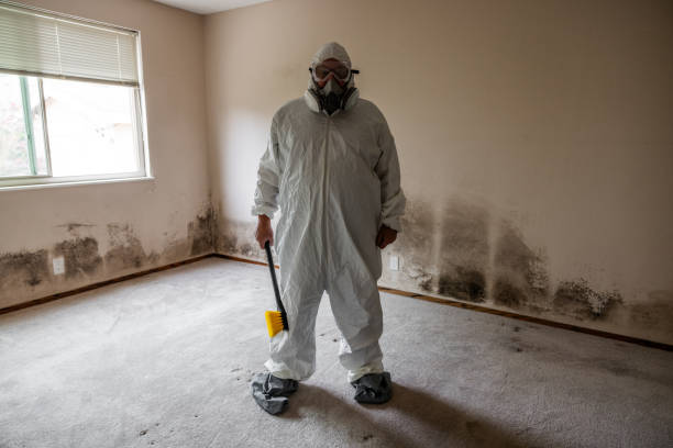 Best Attic Mold Remediation in Munster, IN
